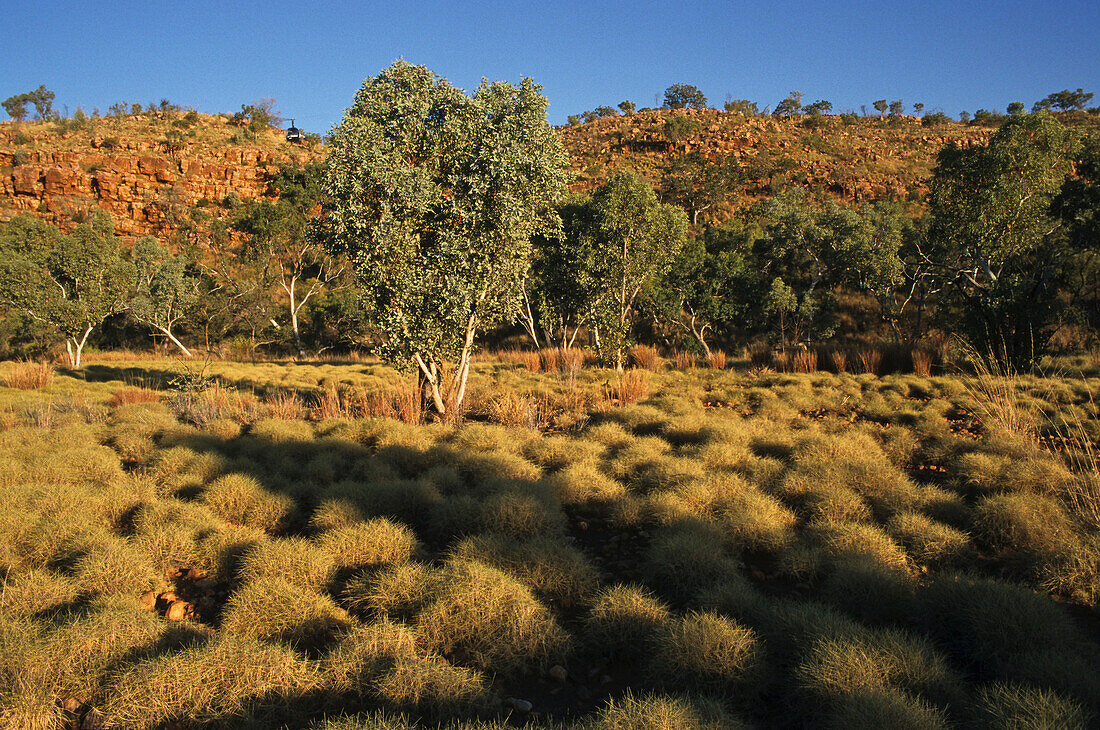 Spinifex landscape, Kimberley, Australien, West Australien, spinifex grass, Spinifex-Gras