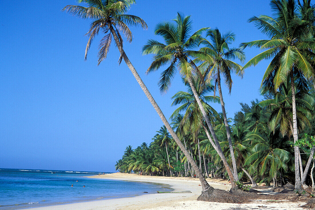 Palm beach Las Terrenas, Dominikanische Republik, Caribbean, America