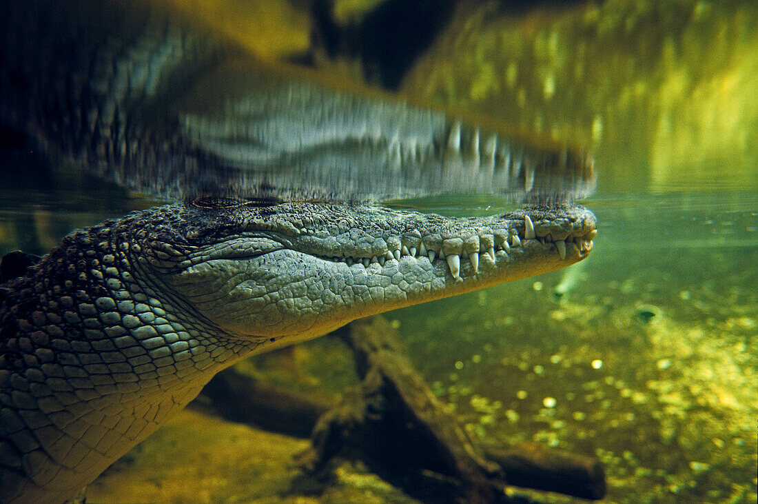 Croodile, Sydney Aquarium, Darling Harbour, Australien, NSW, crocodile observation in the Sydney Aquarium