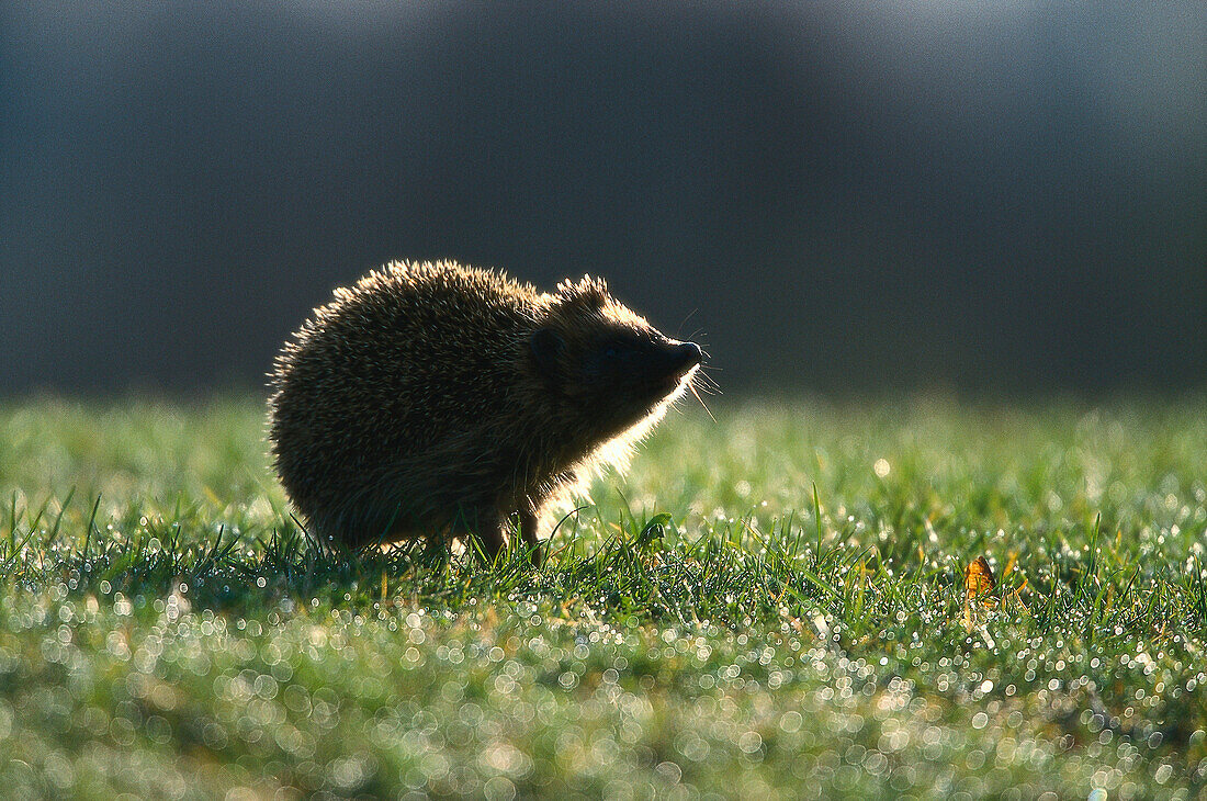 Igel auf Wiese, Bayern, Deutschland