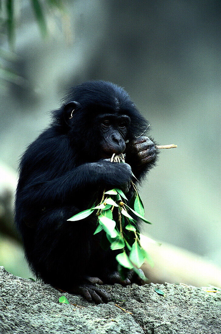 Junger Zwergschimpanse, Pan paniscus, Bonobo