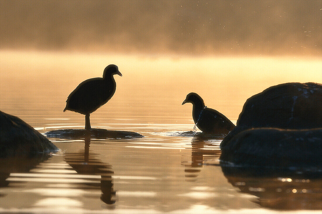 Morgenstimmung am See, Bläßhüner Fulica atra