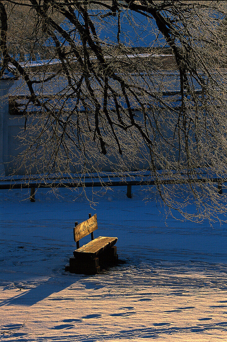 Parkbank im Winter, unter Baum