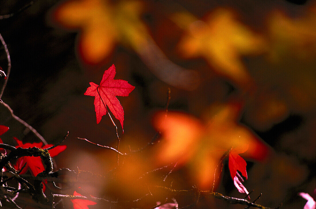 Amberbaum, Herbstfärbung, Liquidabar styracifua