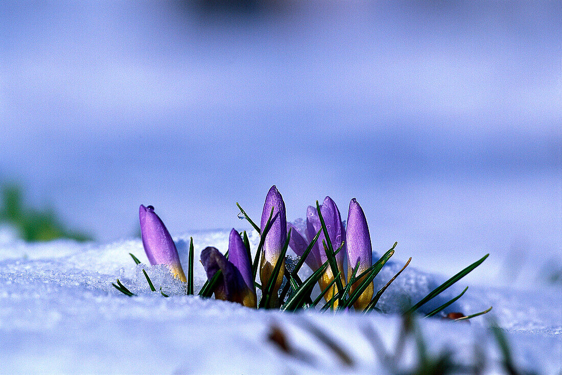 Krokusse im Schnee