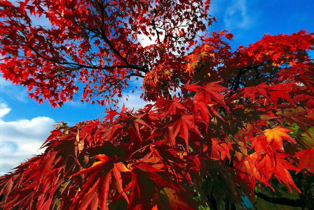 Faecherahorn, Herbstfaerbung, Acer palmatum