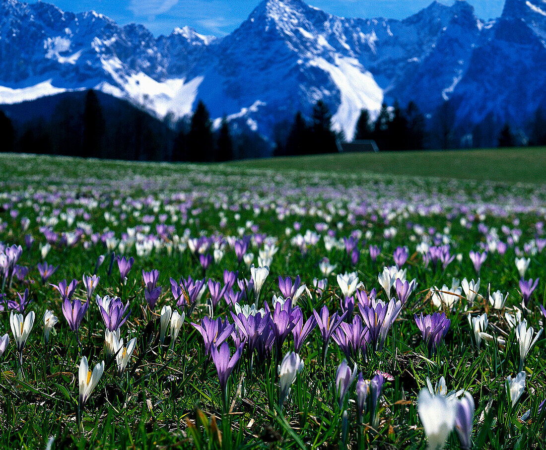 Spring crocuses with the Karwendel mountain range in the background, Bavaria, Germany