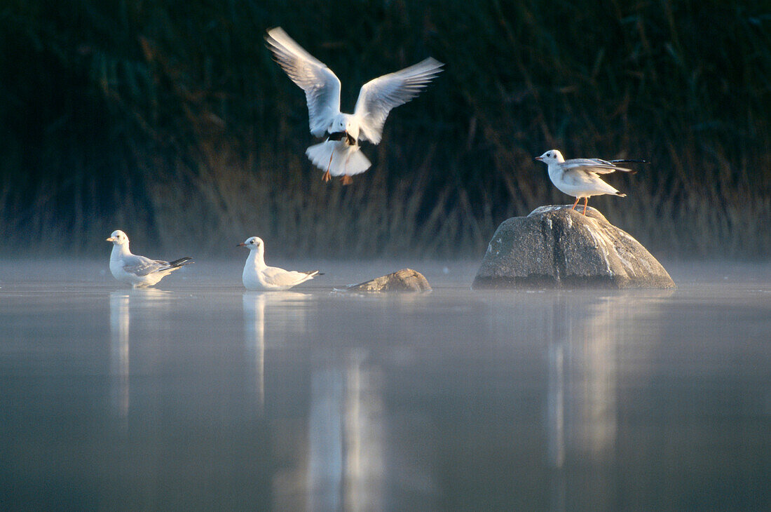 lachmöwen im Winter, Larus ridibundus, Bayern, Deutschland