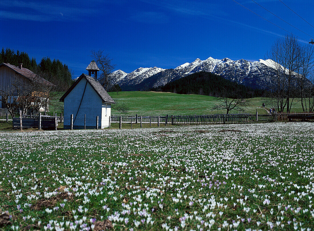 Meadow of crocuses, Karwendel Mts., Gerold, Werdenfelser Land, Bavaria, German Alps, Germany