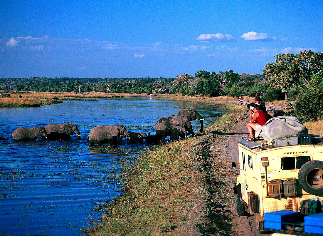 Elephants crossing the Chobe River, Safari, Chobe National Park, Botswana