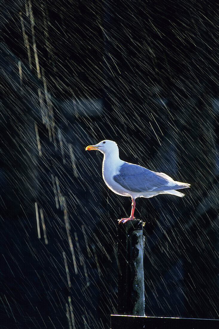 Beringmöwe im Regen, Larus glaucescens, Kenai Fjords National Park, Alaska, USA