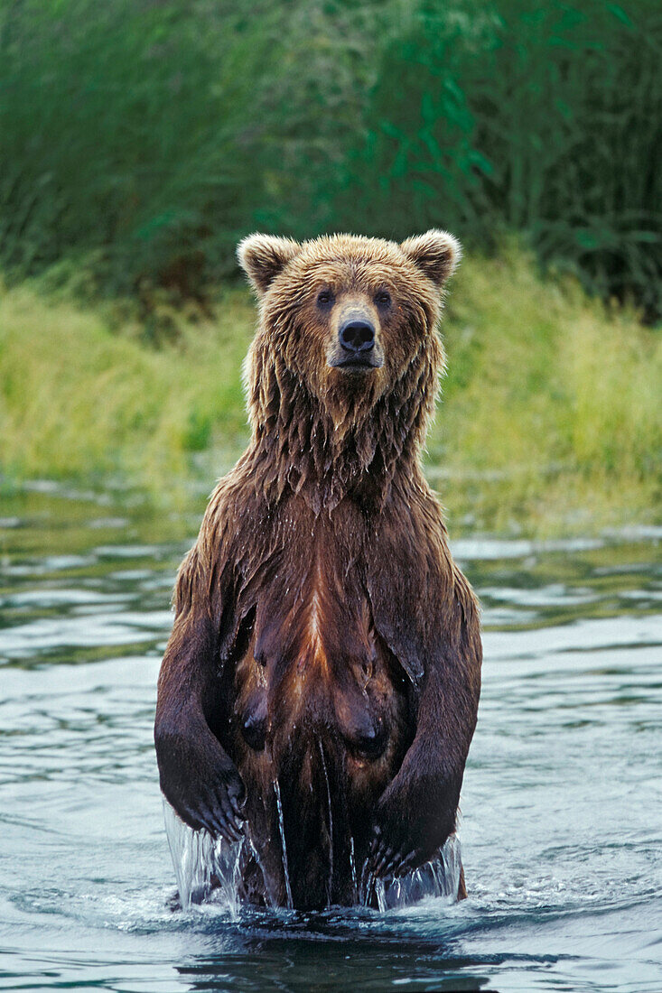 Grizzly female standing upright, Ursus arctos, Brooks River, Katmai Nationalpark, Alaska, USA