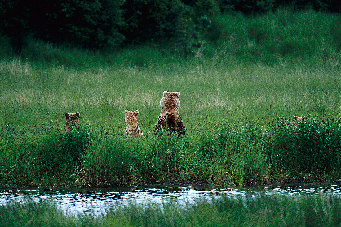 Braunbären an einem Fluss, Katmai Nationalpark, Alaska, USA, Amerika