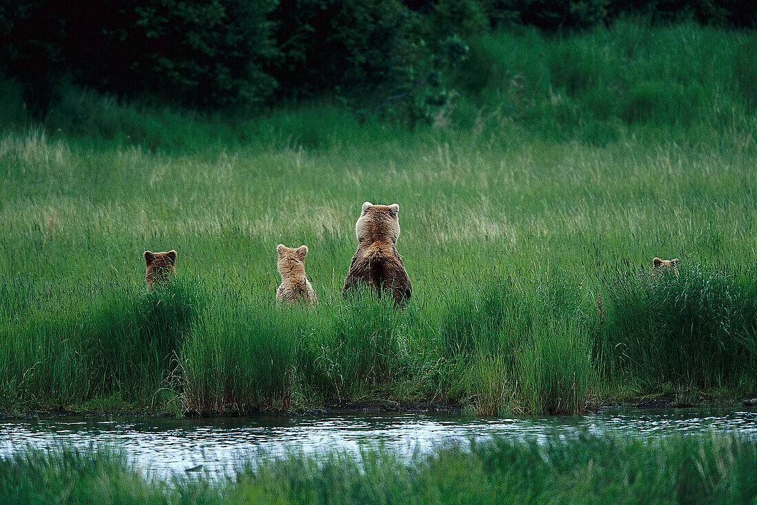 Brown bears at the riverbanks, Katmai National Park, Alaska, USA, America