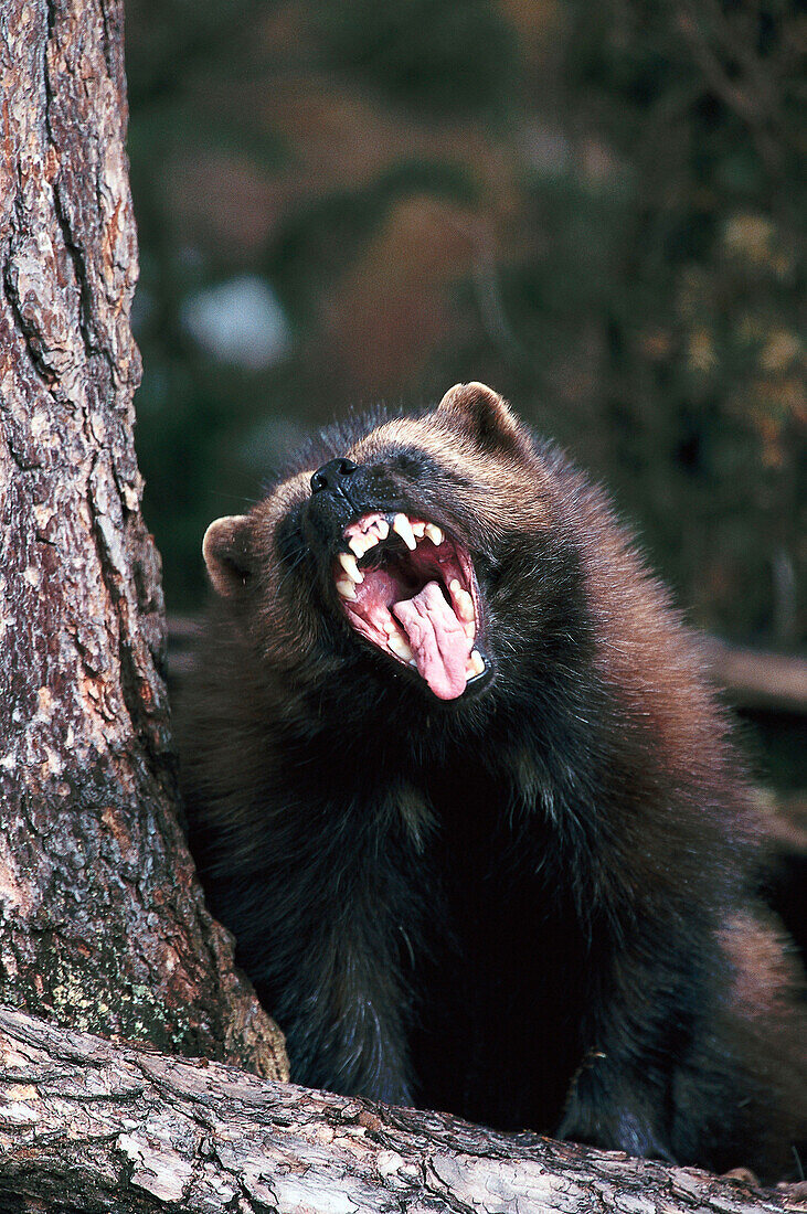 Wolverine with open mouth, Gulo gulo, Sweden