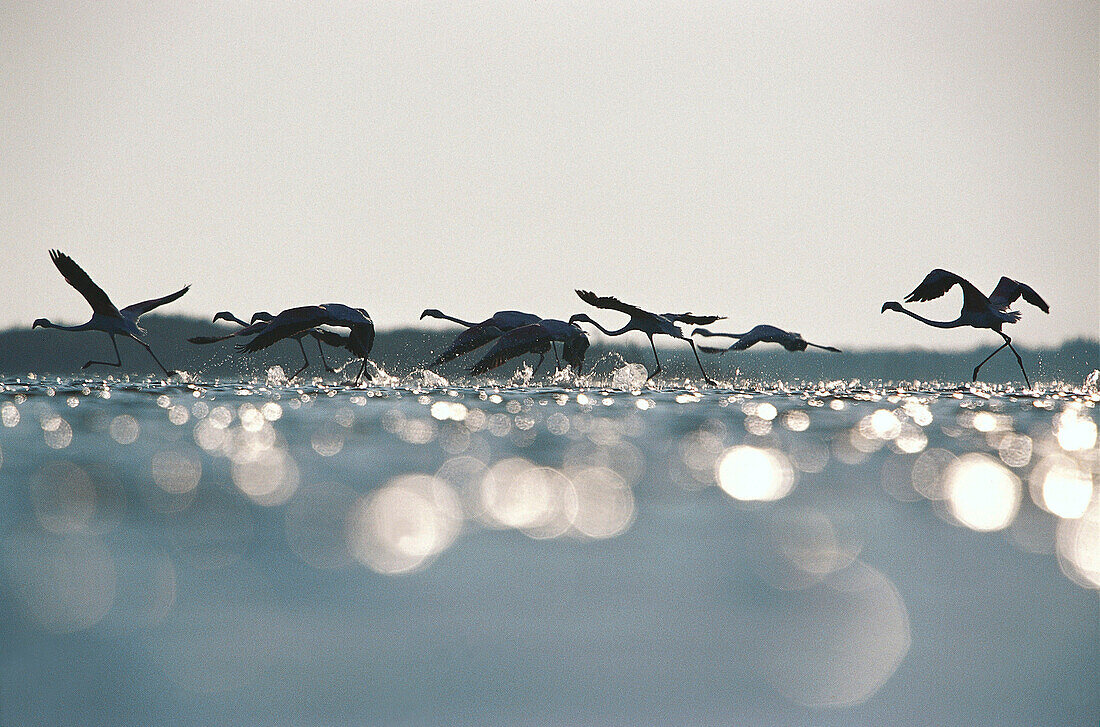 Pink flamingos, Phoenicopterus  flying over Camargue, France