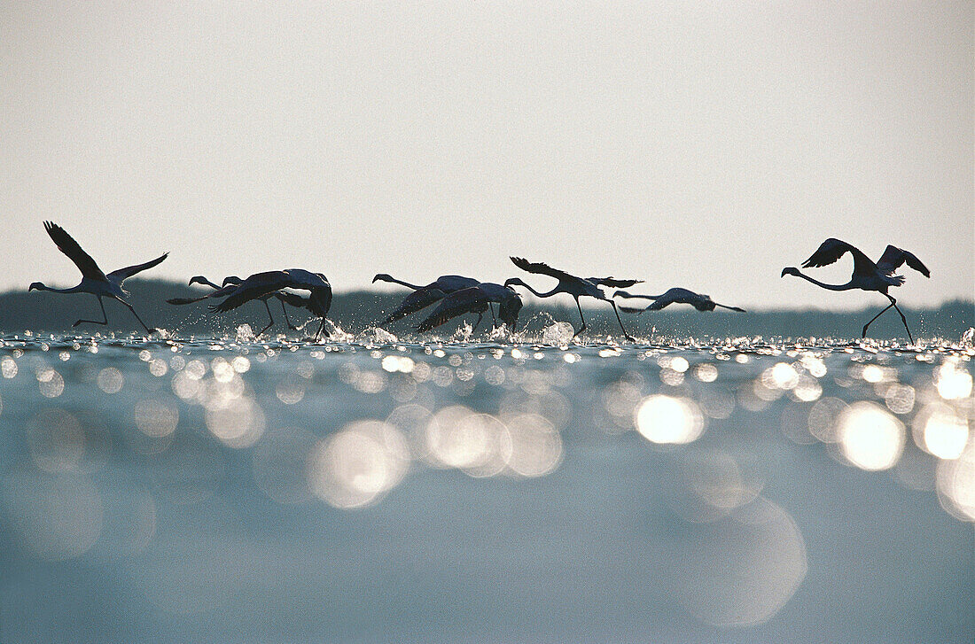 Rosaflamingos, Phoenicopterus fliegen ganz knapp über der Wasseroberfläche, Camargue, Frankreich