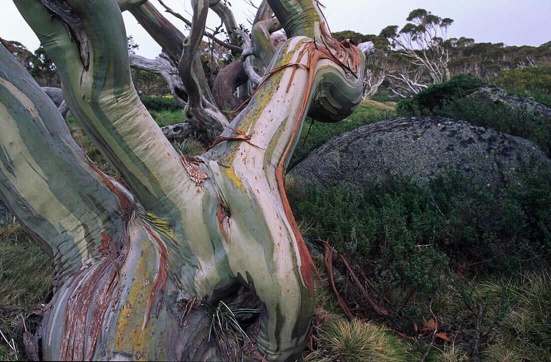 Snow gums, Eucalyptus, Snowy Mountains, New South Wales, Australia