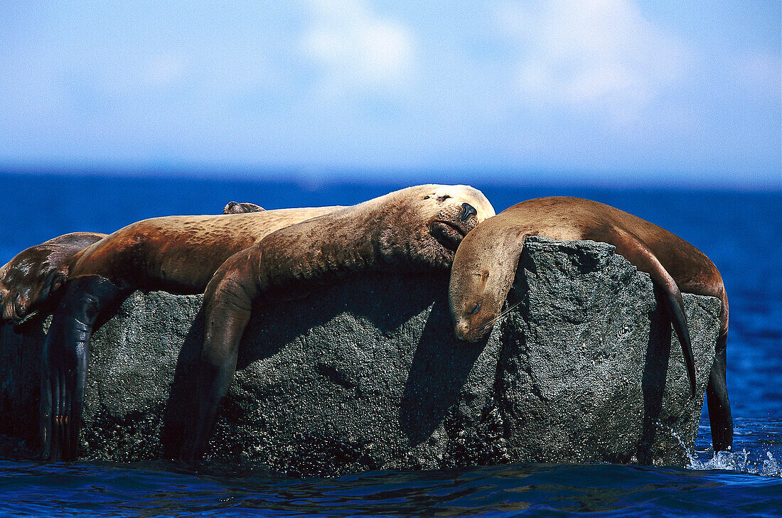 Steller Seelöwen auf einem Felsen, Alaska, USA, Amerika