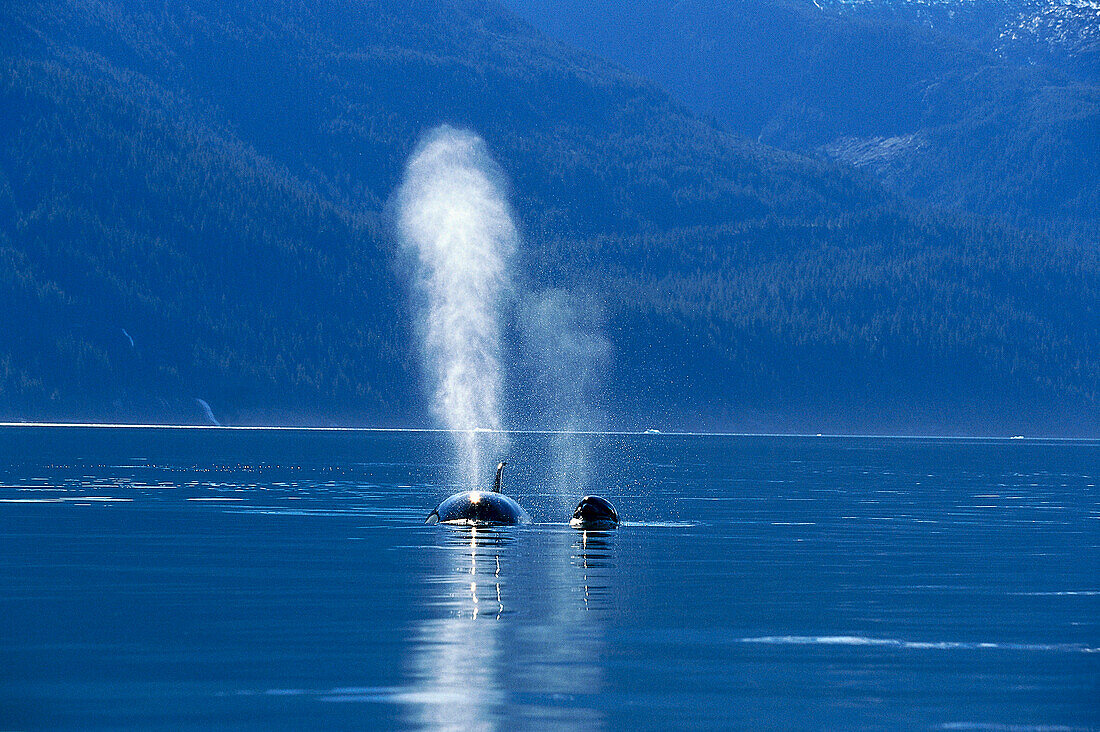 Killer whales off shore, Alaska´s Inside Passage, Alaska, USA, America