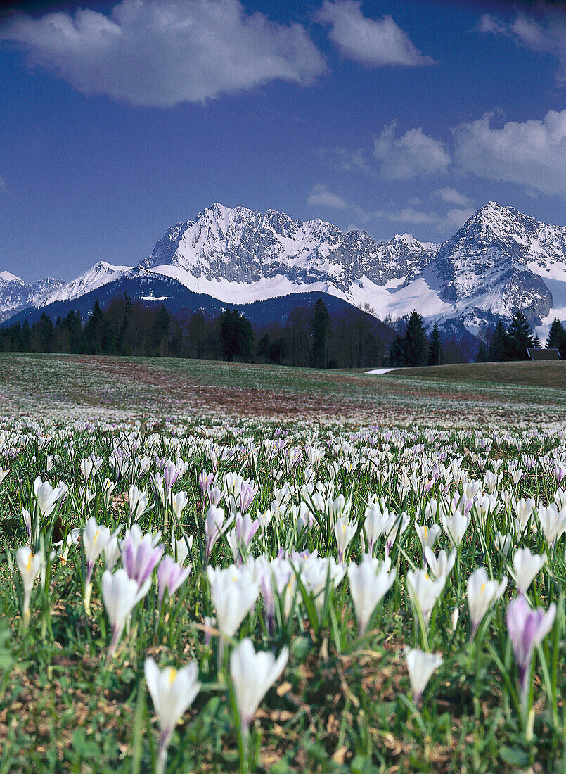 Frühlingskrokus, Crocus albiflorus, mit Karwendel-Gebirge zwischen Garmisch und Mittenwald, Werdenfelser Land, Garmisch-Partenkirchen, Bayrische Aplen, Oberbayern, Bayern, Deutschland, Blick auf Soiernspitze (links) Wörner, Tiefkarspitze, westl. Karwendel