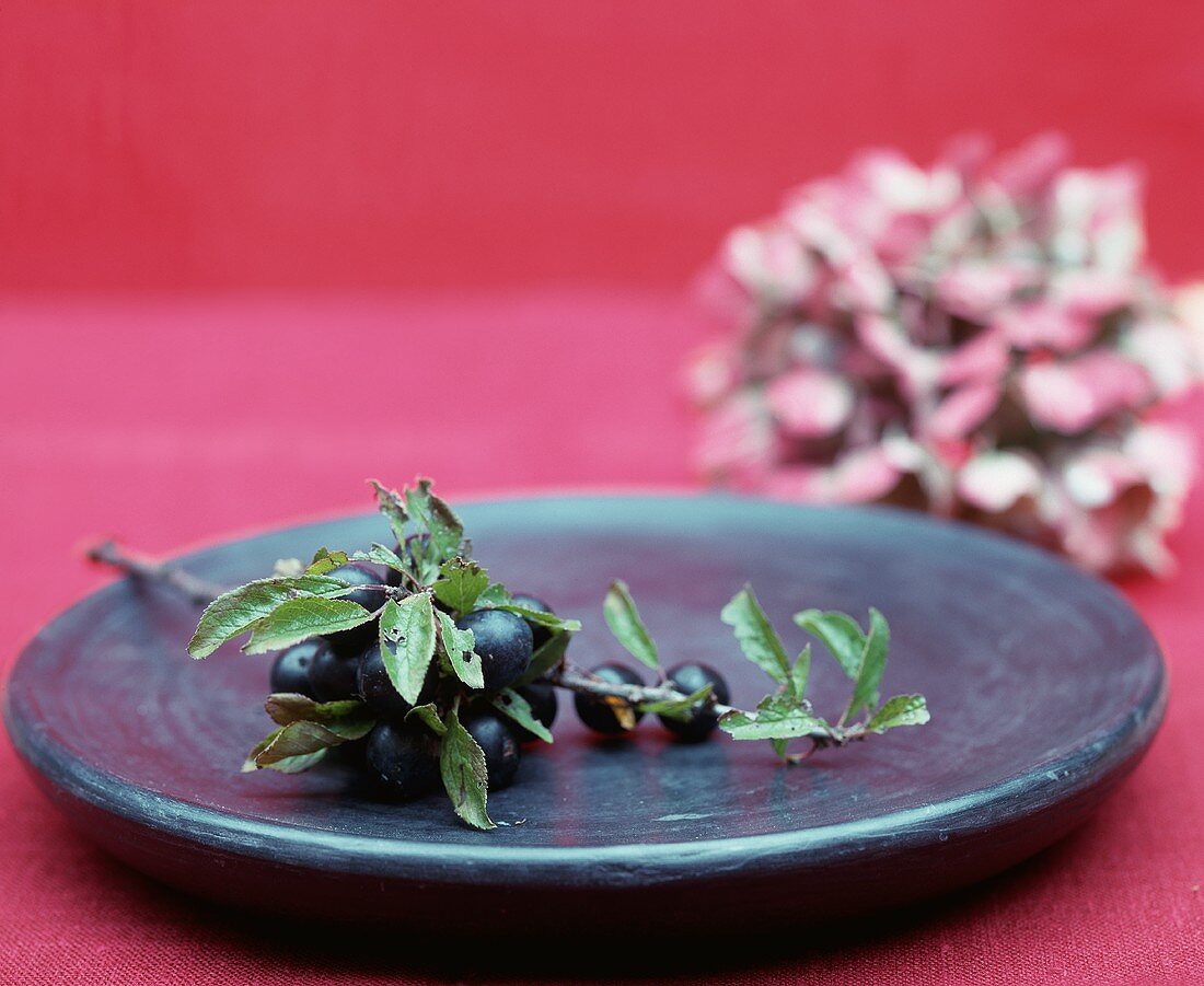 A sprig of blueberries on a plate