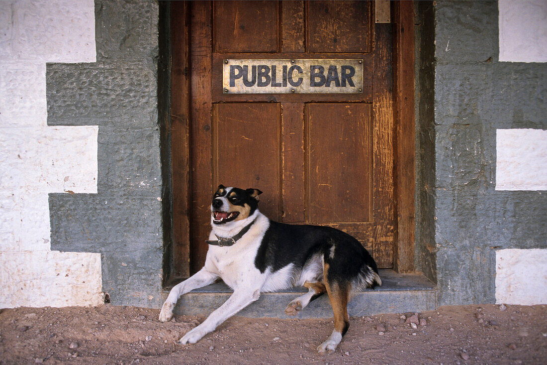 Famous Birdsville Pub, edge of Simpson Desert, Australien, Queensland, dog at Birdsville Hotel, end of the Birdsville track