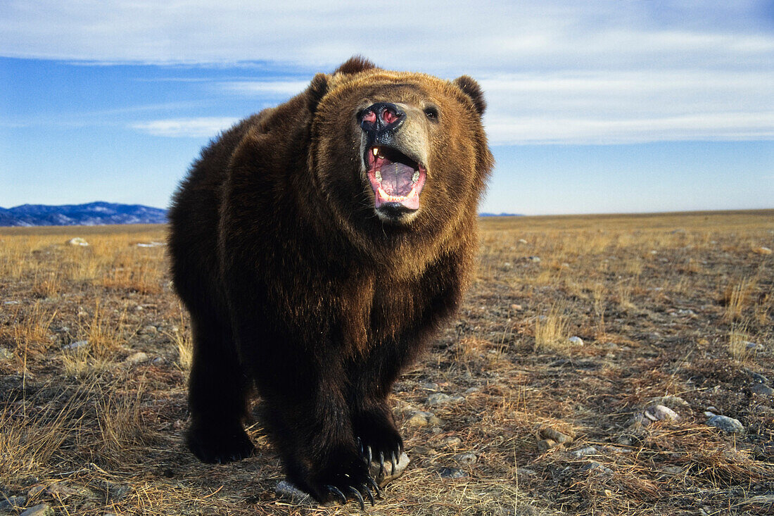 Aggressiver Kodiak-Bär, männlich, Ursus arctos middendorffi, Alaska, USA