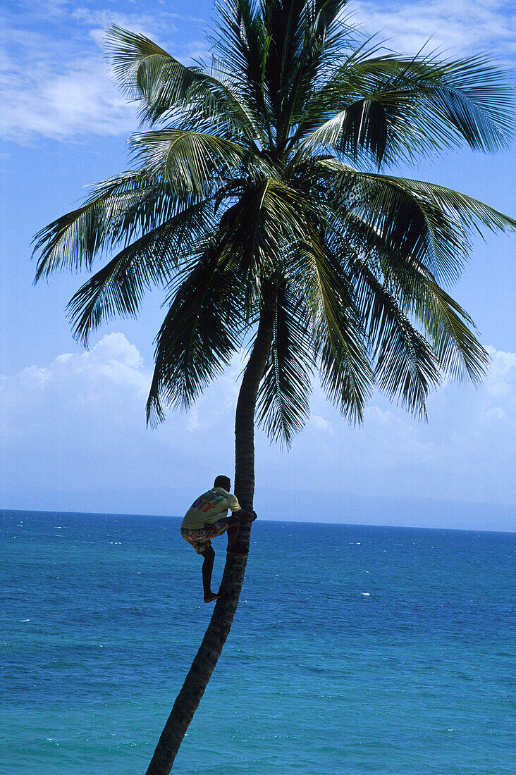 Mann climbing a palm tree, Dominikanische Republik, Caribbean, America