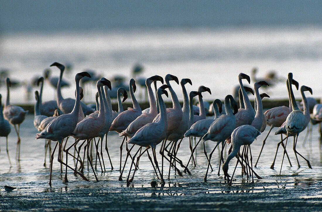 Zwergflamingos, Lesser Flamingos Phoenicopterus minor