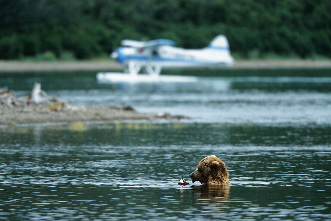 Grizzly Bär und Wasserflugzeug, Katmai Nationalpark, Alaska, USA