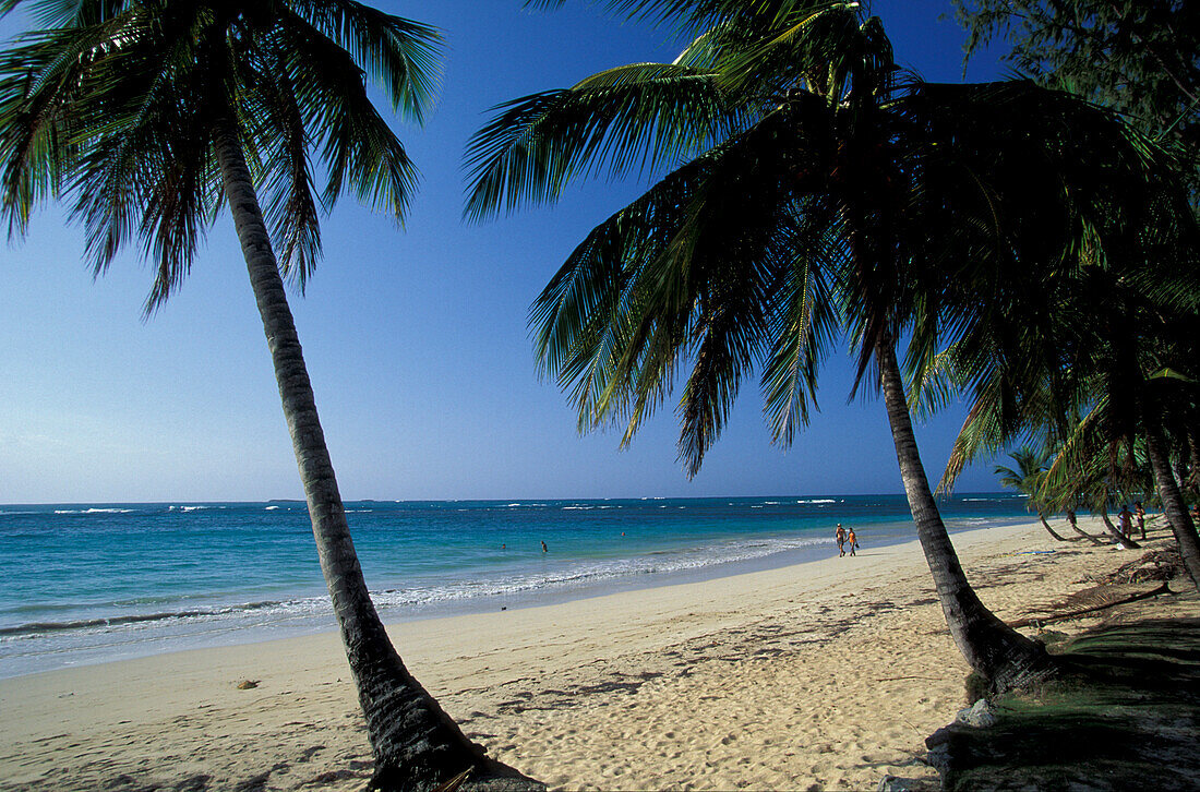 Palmenstrand Las Terrenas, Dominikanische Republik Karibik, Amerika