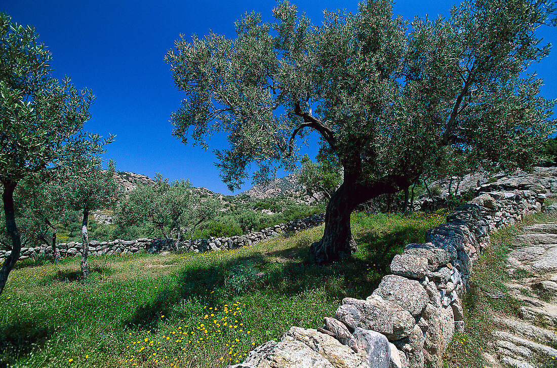 Olivenhain und Wiese, Türkei