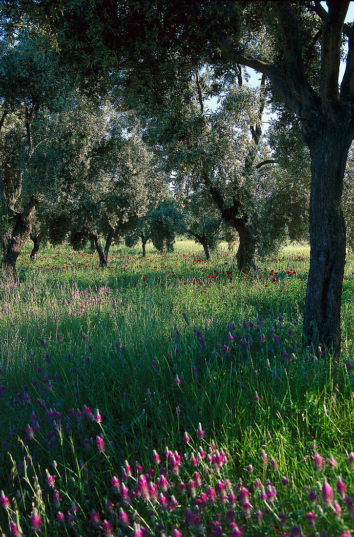 Olivenhain und Blumenwiese, Türkei