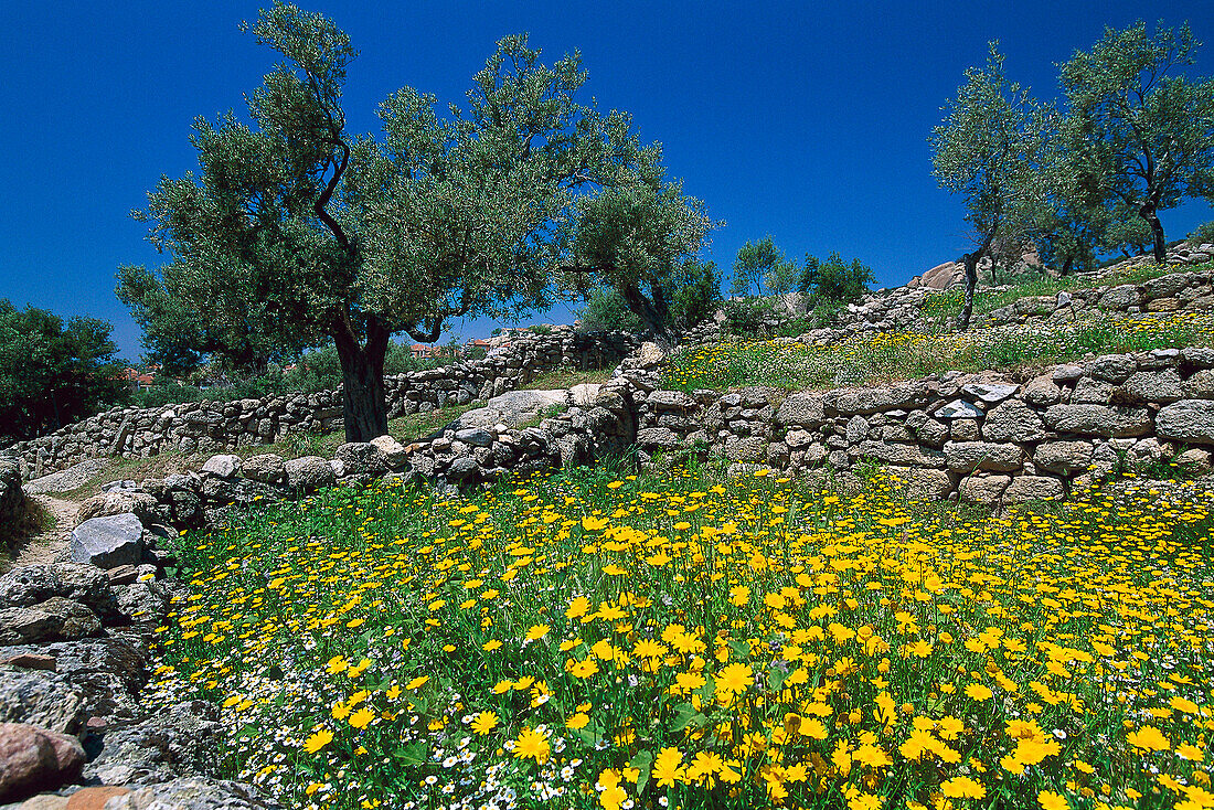 Olivenhain und Blumenwiese, Türkei