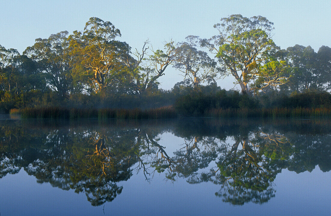 River reflections, Glenelg River, Grampians NP, Australia, Victoria, Grampians National Park, early morning reflections on Glenelg River