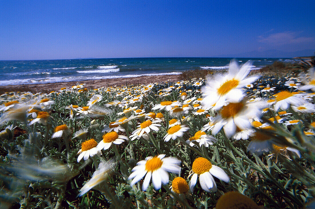 Kamille am Strand, Türkei