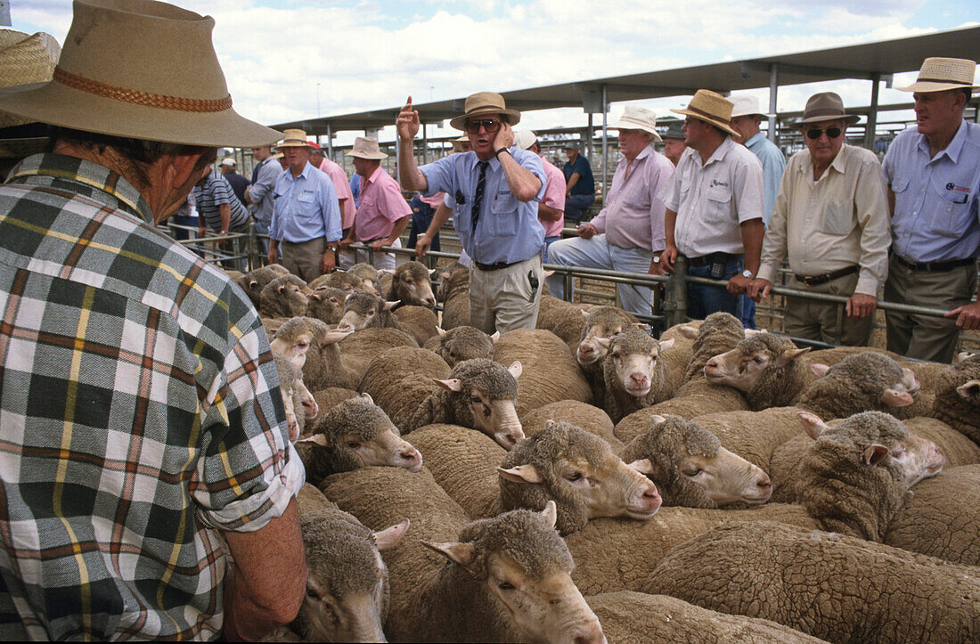 Bendigo sheep sales, men in summer shirts and hats bidding for sheep at sheep auction in Bendigo,  Victoria, Australien