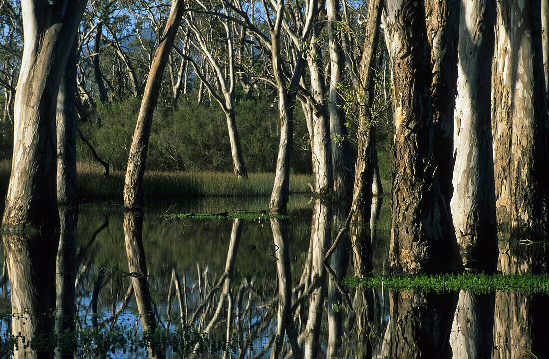 Reflection swamp forest, Victoria Valley, Australia, Victoria, Grampians National Park, swamp forest