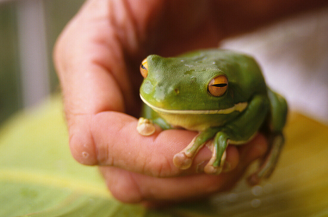 Green tree frog, Hyla cinerea, inside a house in Cairns, Cairns, Queensland, Australia