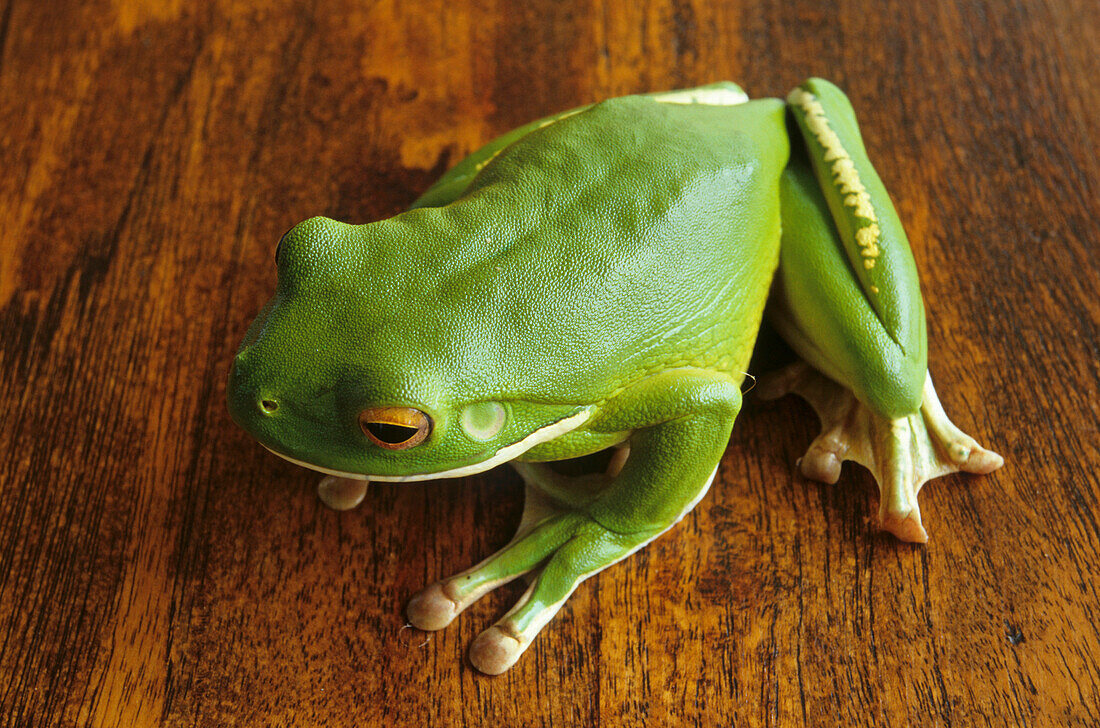 Green tree frog, Australien, green tree frog inside a house in Cairns