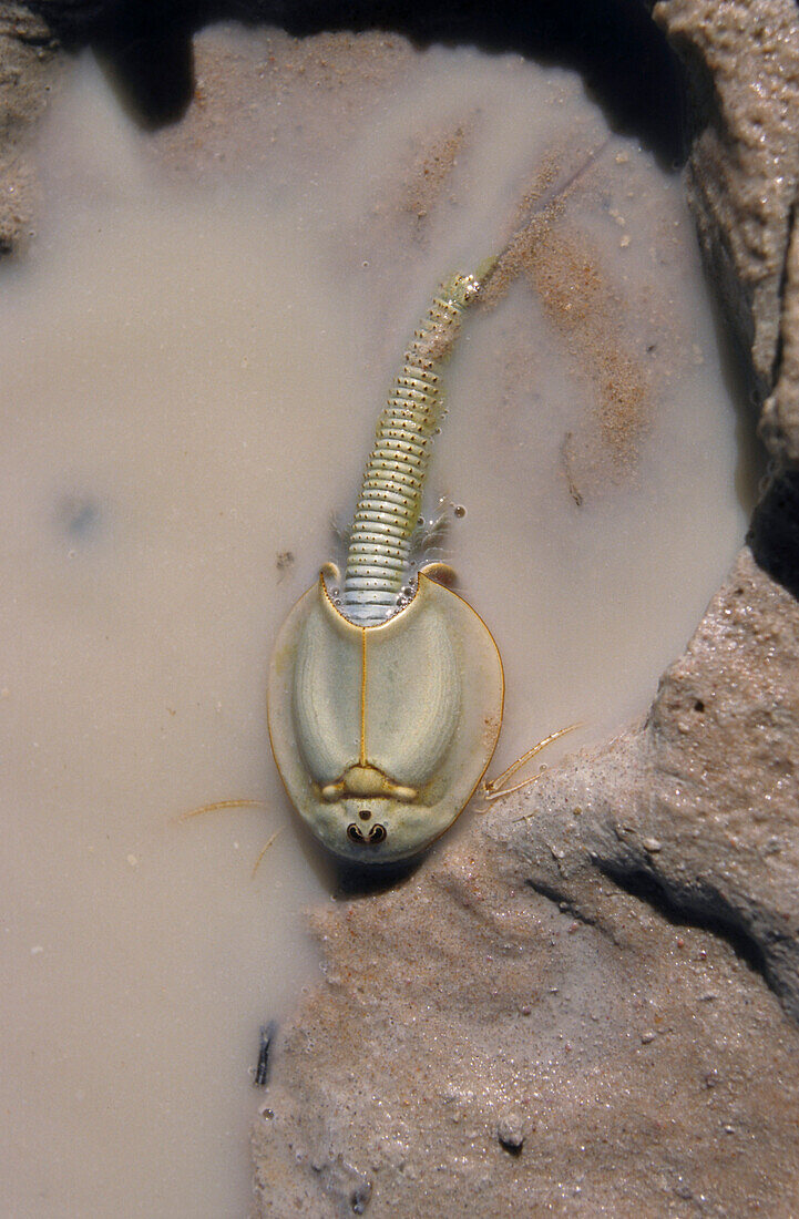 Shield shrimp, Triops australiensis, Australien, Shield shrimp after heavy rain in dry areas of Australia, their eggs can survive years of drought