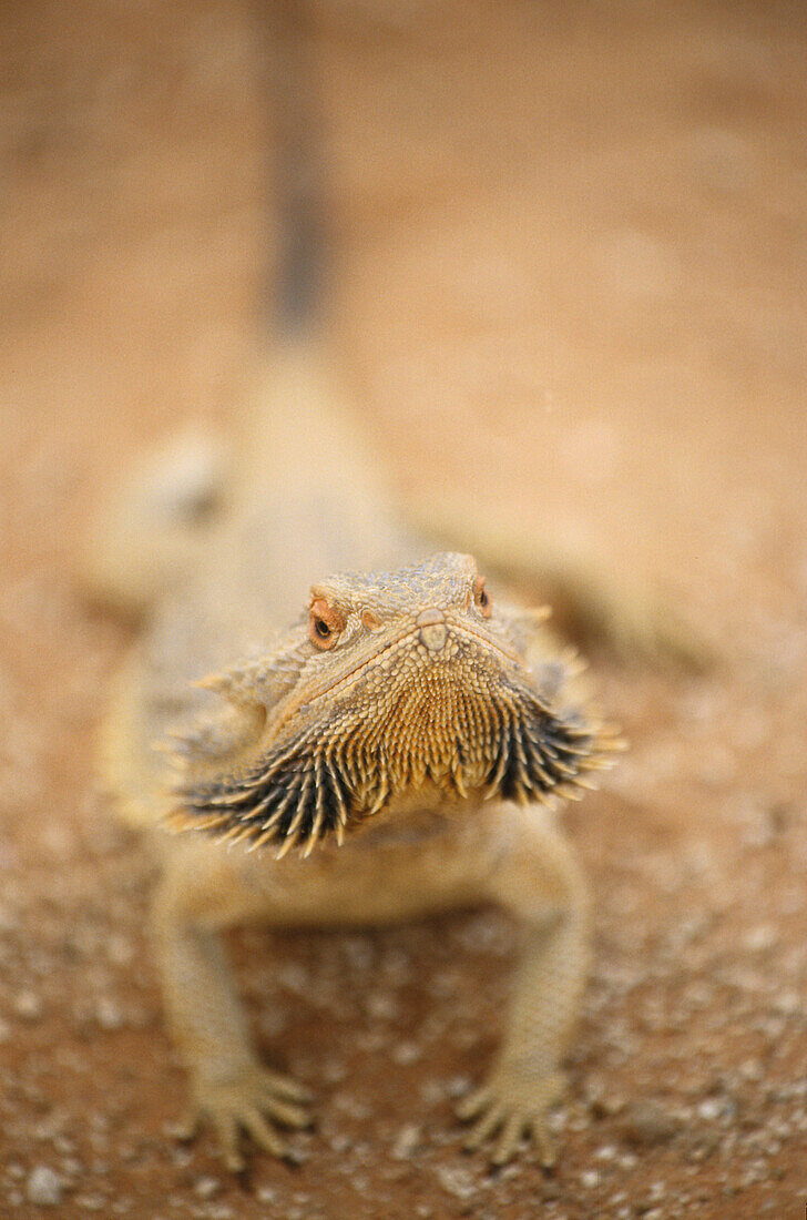 Bearded Dragon, Bartagame, Australien, Bearded dragon, a lizard which lives in the semi-desert, Bartagame in Halbwüstengebiet