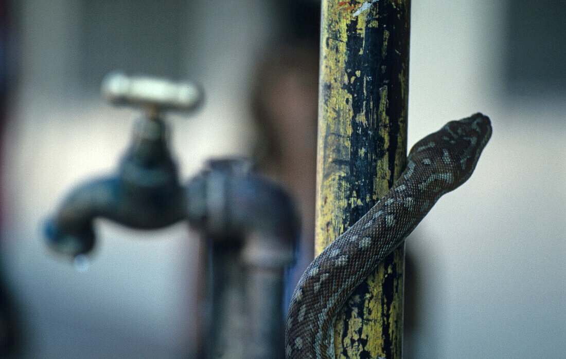 Python and water tap, Australien, Australia, Python winding around pole near water tap