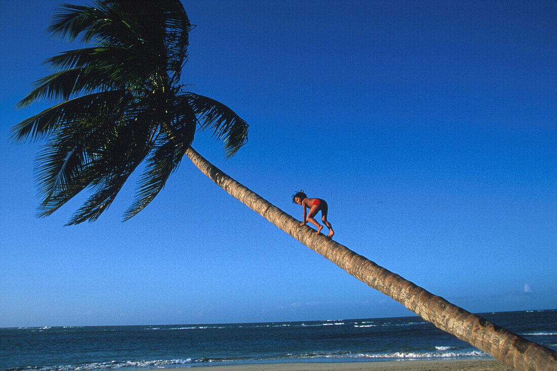 Child is climbing a palm tree,  Dominican Republic, America