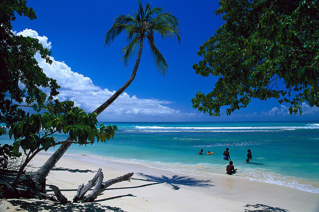 Palmenstrand, Kokospalmen, Pigeon Point Tobago, West Indies, Karibik