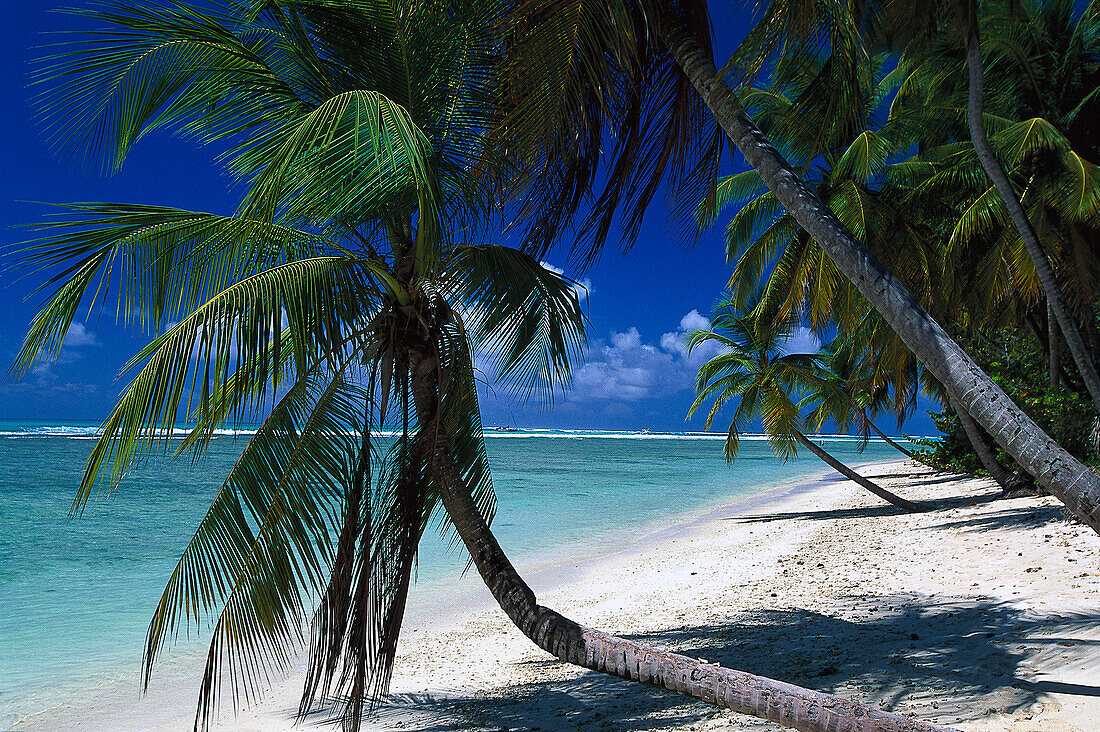 Palmenstrand, Kokospalmen, Pigeon Point, Tobago, West Indies, Karibik