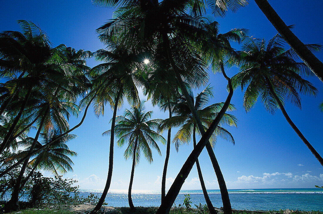 Palmenstrand, Kokospalmen, Tobago, West Indies, Karibik