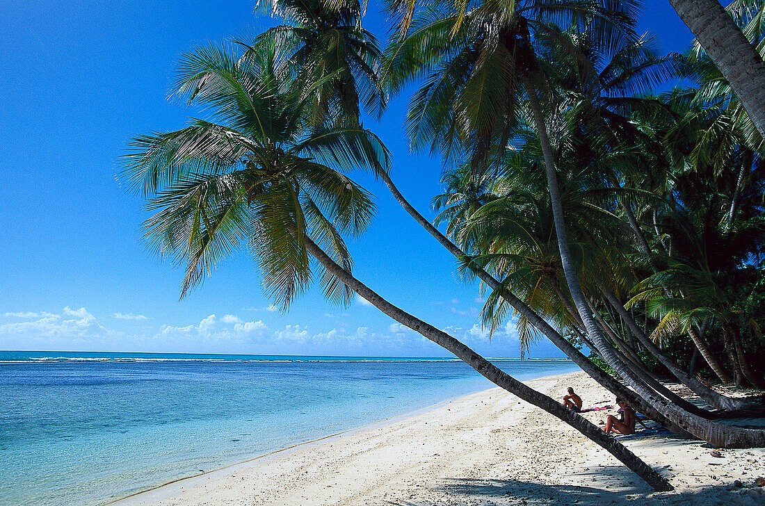 Palm beach, Coconut palms, Pigeon Point, Tobago, West Indies, Caribbean