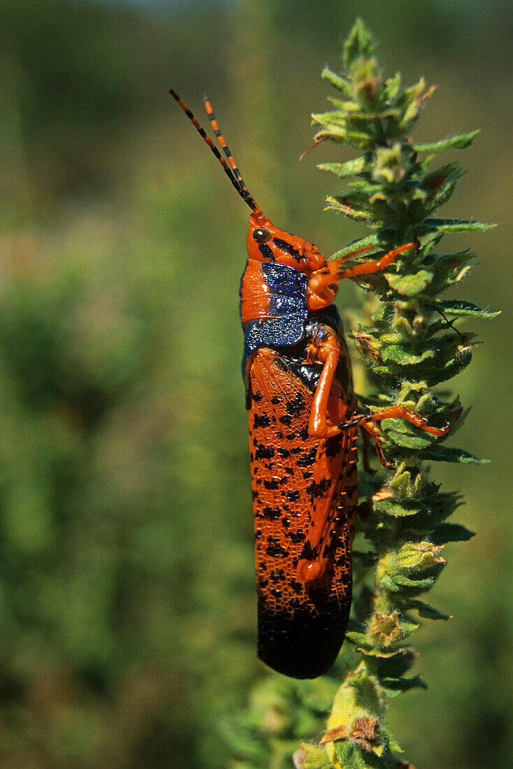 Nahaufnahme, Leichhardt Grashüpfer, bunt Grashüpfer, Arnhemland, Queensland, Australien